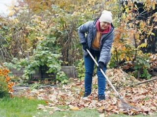 Autumn harvesting work. Elderly woman using a rake removes dead leaves from the lawn. Work in the fresh air of the elderly. - obrazy, fototapety, plakaty