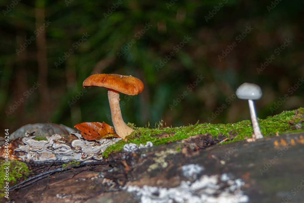 Canvas Prints clsoeup shot of wild mushrooms