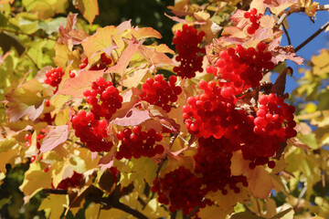 Ripe viburnum berries in autumn.