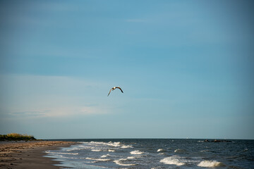 Fototapeta na wymiar Gull owns the sky above the surf