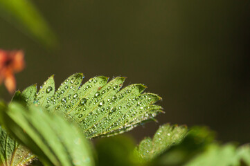 Closeup shot of waterdrops on the green plants