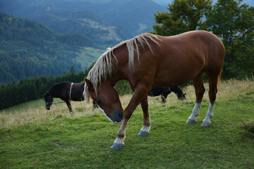 Obraz premium Beautiful horses grazing on meadow in mountains