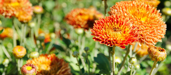 chrysanthemums in the autumn garden. Shallow depth of field. Focus on the foreground. Wide photo.