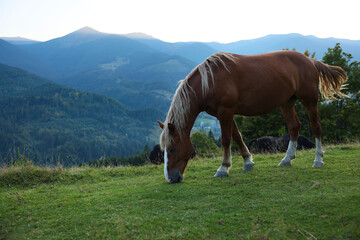 Fototapeta na wymiar Beautiful horse grazing on meadow in mountains