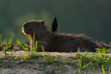 The capybara (Hydrochoerus hydrochaeris)