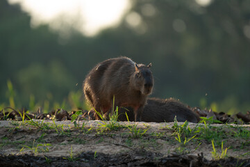 The capybara (Hydrochoerus hydrochaeris)