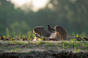 The capybara (Hydrochoerus hydrochaeris)