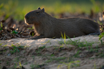 Fototapeta premium The capybara (Hydrochoerus hydrochaeris)