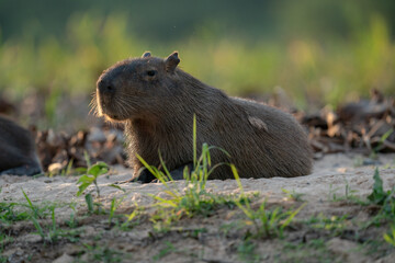 The capybara (Hydrochoerus hydrochaeris)