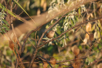 Wrens are photographed in their natural habitat in dense bushes with the rays of the rising sun. Unusual colors picture