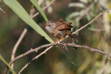 An adult dunnock (Prunella modularis) in winter plumage sits on tree branches in soft, bright morning light. Close-up photo with identification