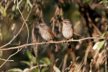 An adult dunnock (Prunella modularis) in winter plumage sits on tree branches in soft, bright morning light. Close-up photo with identification