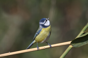 A close-up of an adult blue tit (Cyanistes caeruleus) in winter plumage sits on a branch against a beautiful blurred background.