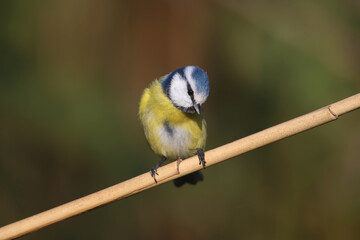 Obraz premium Close-up shot of Eurasian blue tit (Cyanistes caeruleus) sitting on a reed against a blurred uniform background. Soft morning light