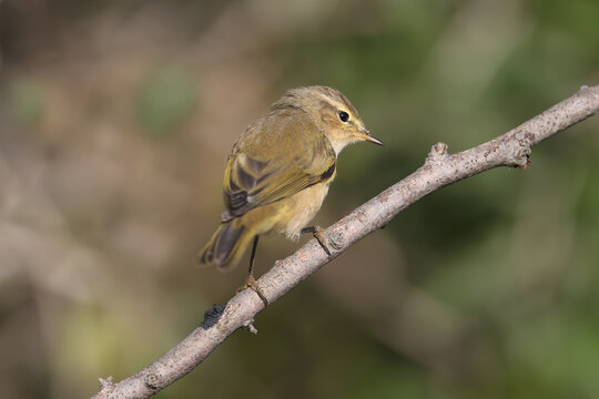Very close-up photo of common chiffchaff (Phylloscopus collybita) sitting on a reed against a blurred background