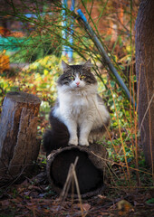 big fluffy cat sitting in the autumn garden