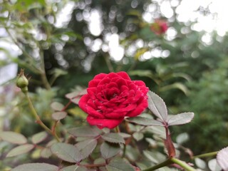 red rose in garden