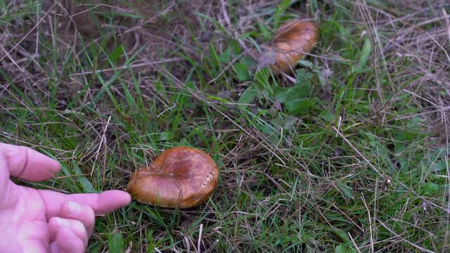 Saffron Milkcap in meadow (Lactarius deliciosus) - (4K)