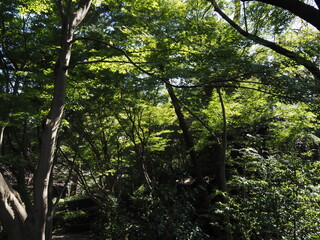 Obraz premium 色付く前のモミジ