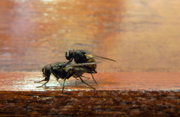 flies couple making love