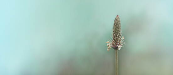 macro photo of an autumn plant on a blurred background, a wide banner for the background