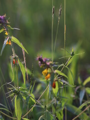 Close up shot of flowers in the grass
