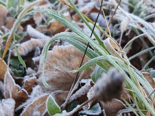 Frozen grass close up winter in Czech Republic