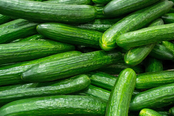 A lot of green cucumbers on shelf in supermarket. Raw cucumbers closeup pattern background