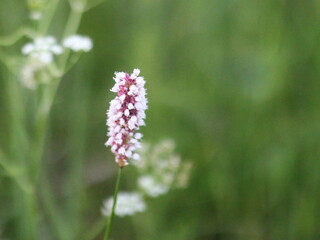 Close up shot of flowers in the grass