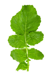 Freshly harvested wild radish herb leaves on a white background