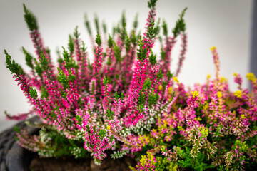 Obraz premium Blooming heathers in a pot in autumn