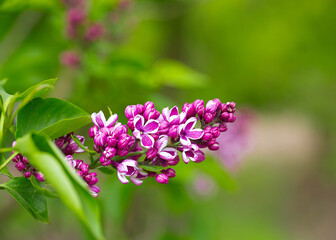 beautiful lilac flowers in a spring garden