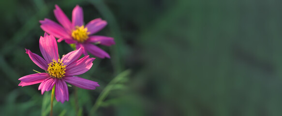 purple cosmea flowers, macrophotography wide banner