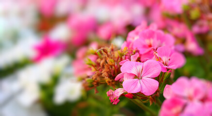pink flowers macro photo, selective focus, blurry background, wide banner
