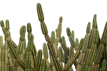 Cardon cactus isolated on a white background