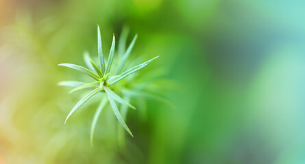 macro photo of an autumn plant on a blurred background, a wide banner for the background