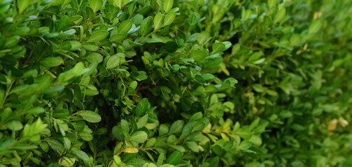 hedge made of boxwood, macrophoto wide banner