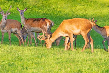 Rehe - Hirsche - Rotwild - Allgäu - Wiese - Rehbock