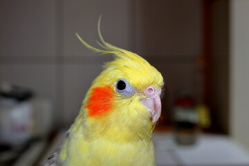 Parrot nymph Corella in profile