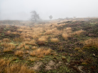 Morning mist on the heath with atmospheric landscape