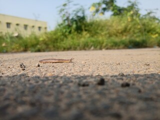 ants on the beach
