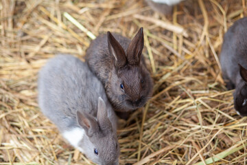 Small fluffy rabbits in the pen are eating food from a cup. There is a litter of hay in the pen. Rabbits are like a pet. Household management