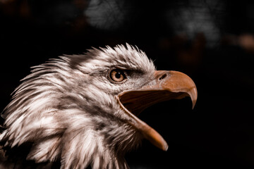 Aggressive, angry eagle with an open mouth on a dark background. Gloomy, dark shades. High quality photo