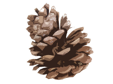 Clip art of pine cone
