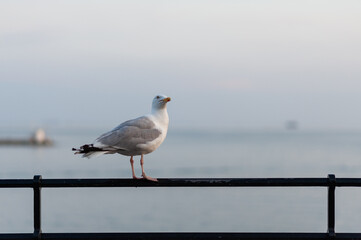 Wild Seagull bird on a rail overlooking breakwater, sea, ocean. Plymouth, Devon, UK - summer, evening time.