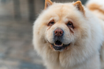 5 year old Chow Chow dog