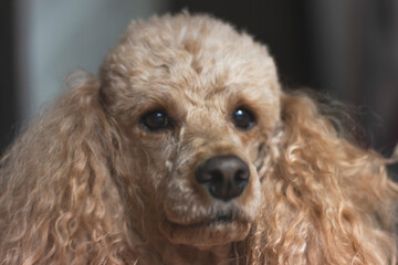 The face of a brown apricot poodle in close-up. Sad dog eyes.