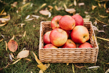 Apple harvest. Ripe red apples in basket on green grass