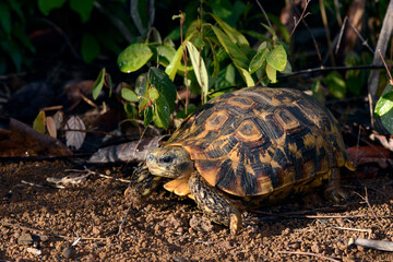 Bell's hinge-back tortoise // Glattrand-Gelenkschildkröte (Kinixys belliana)