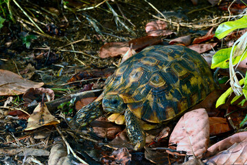Glattrand-Gelenkschildkröte // Bell's hinge-back tortoise (Kinixys belliana)